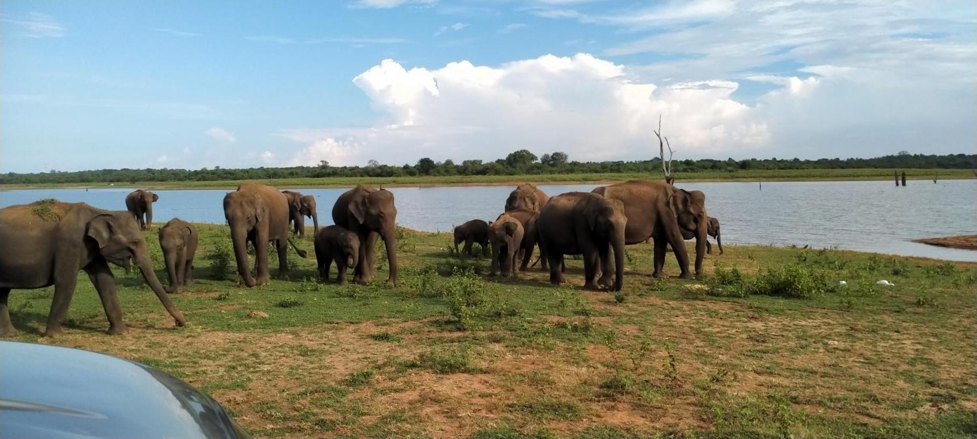 Share Safari Family Bungalow Удавалаве Екстер'єр фото
