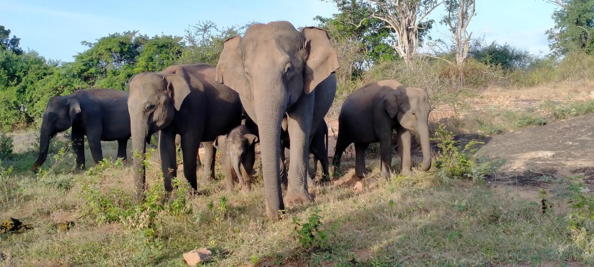 Share Safari Family Bungalow Удавалаве Екстер'єр фото